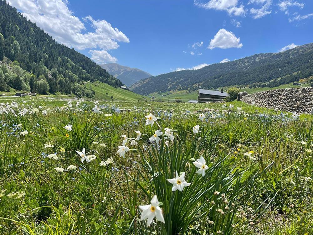 Pleta De Soldeu Lodge Экстерьер фото